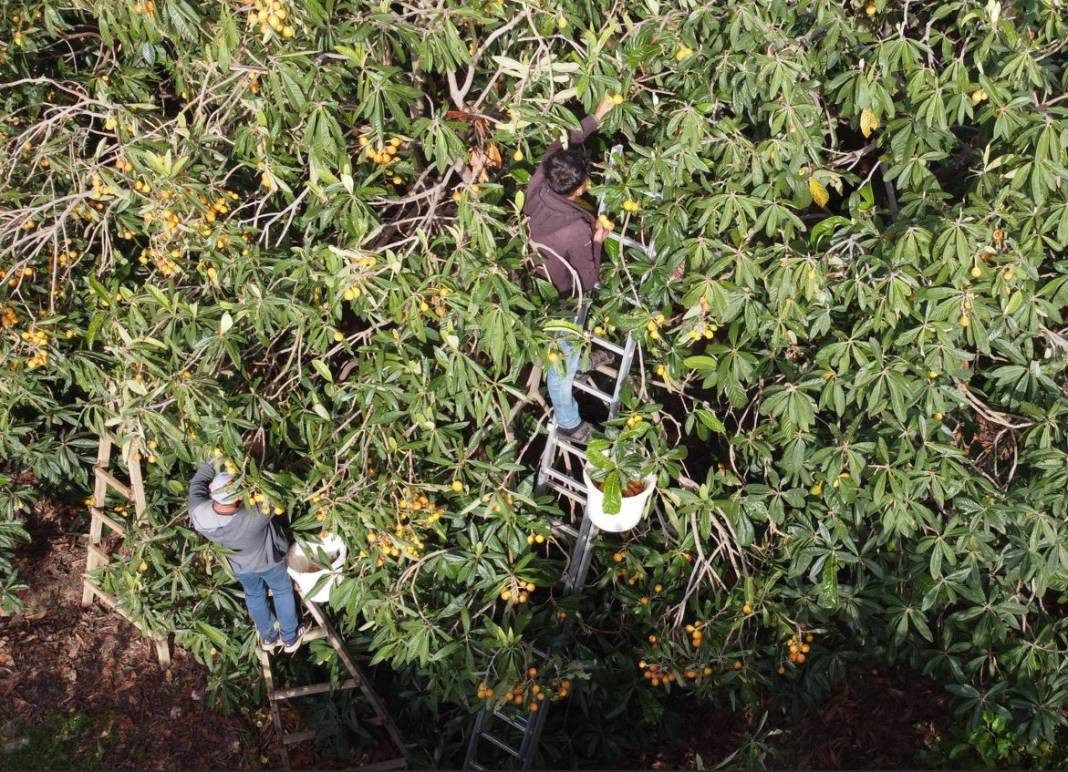 Çekirdeği bile şifa oluyor kanseri de durduruyor. Hasadı erken başladı tarlada kilosu 10 TL - Resim: 1